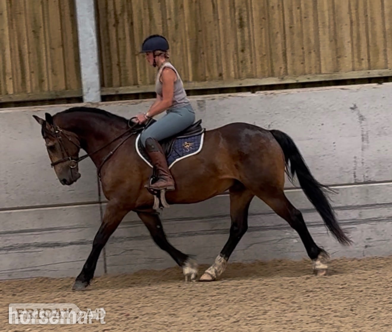 "Brownie " Dun Gelding All Rounder in Chesterfield