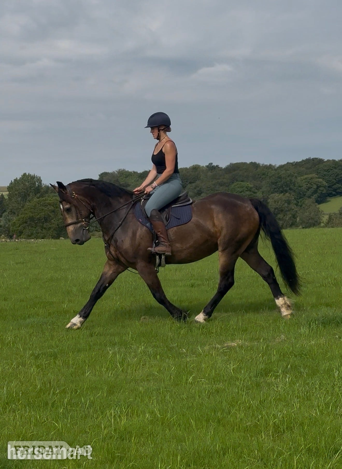 "Brownie " Dun Gelding All Rounder