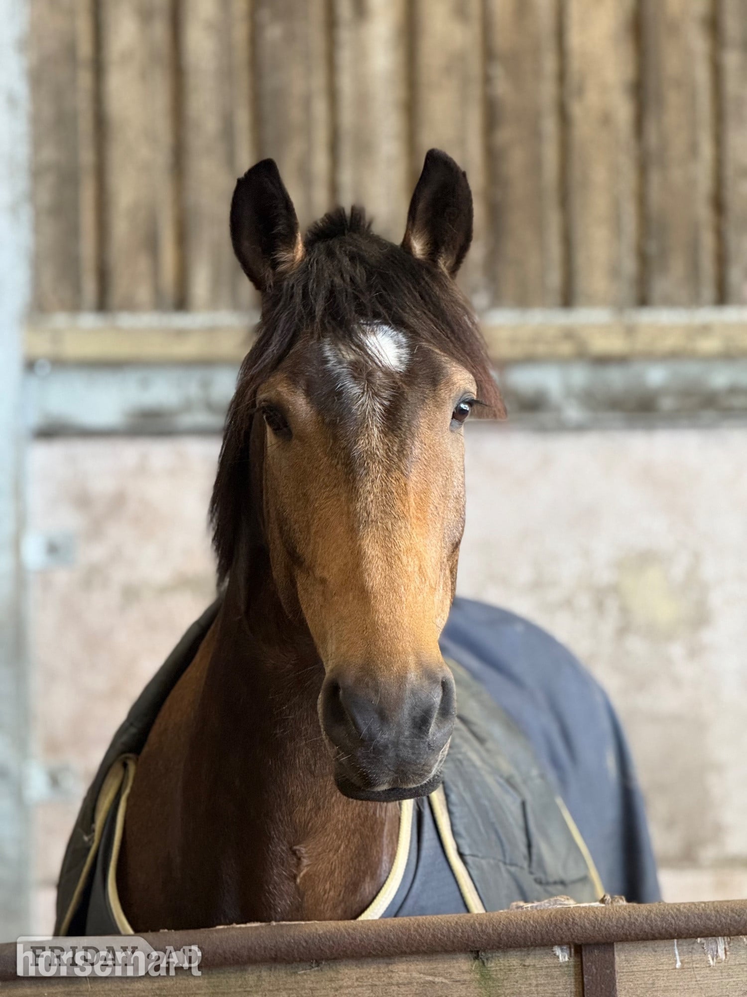 Chesterfield "Brownie " Dun Gelding All Rounder