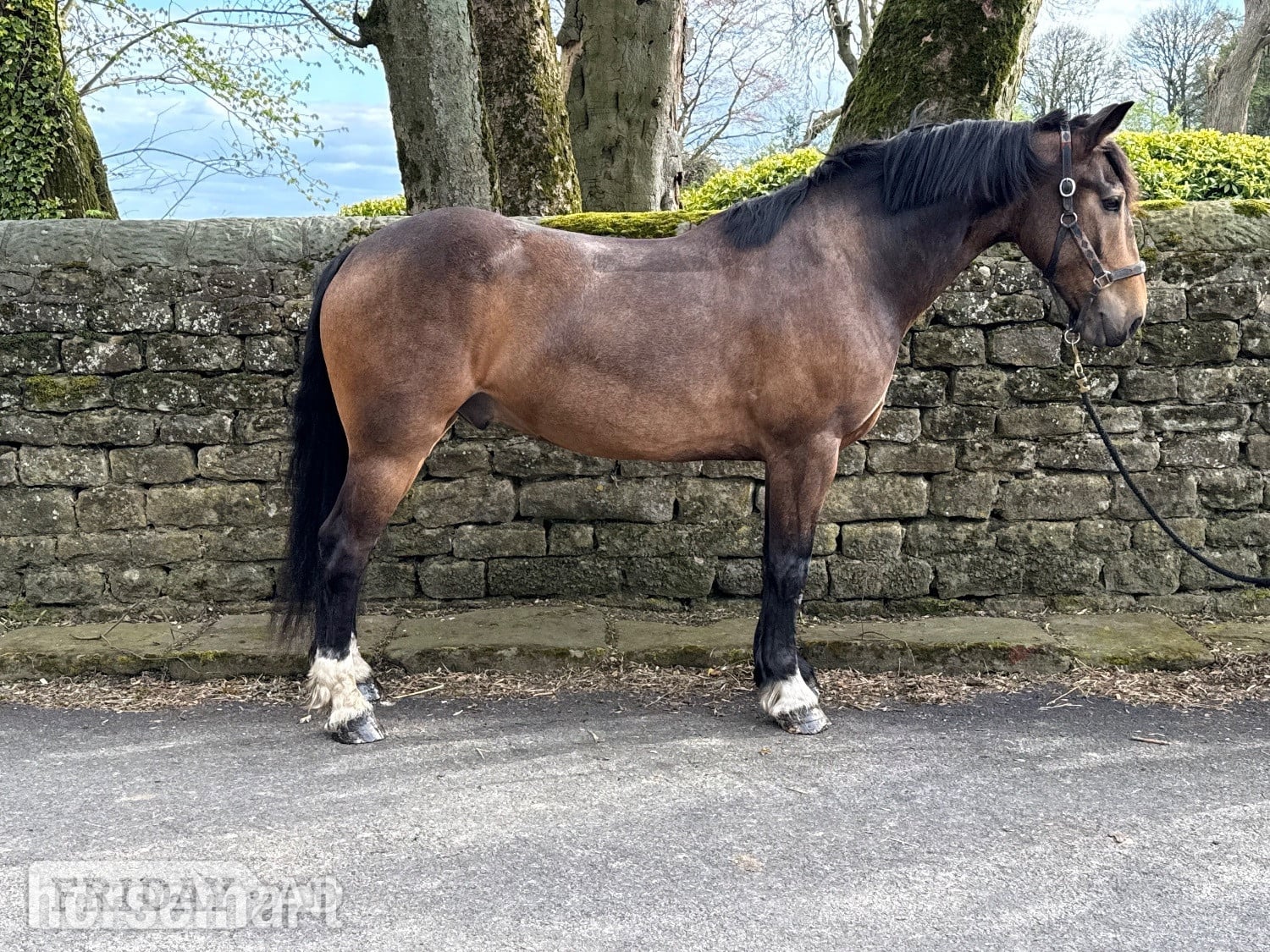 "Brownie " Dun Gelding All Rounder - Horses in Chesterfield