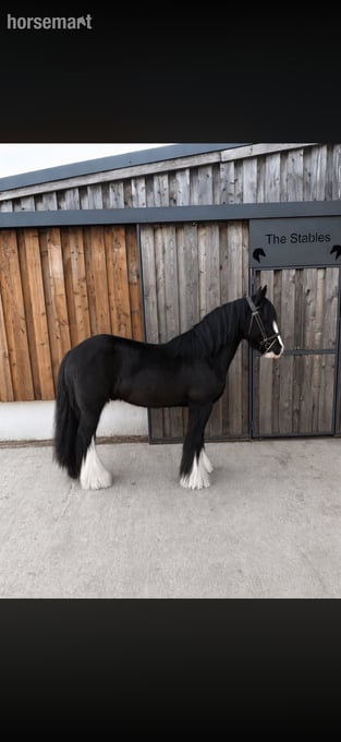 "Tommy Tash " Black Gelding Lead Rein/First Ridden Pony