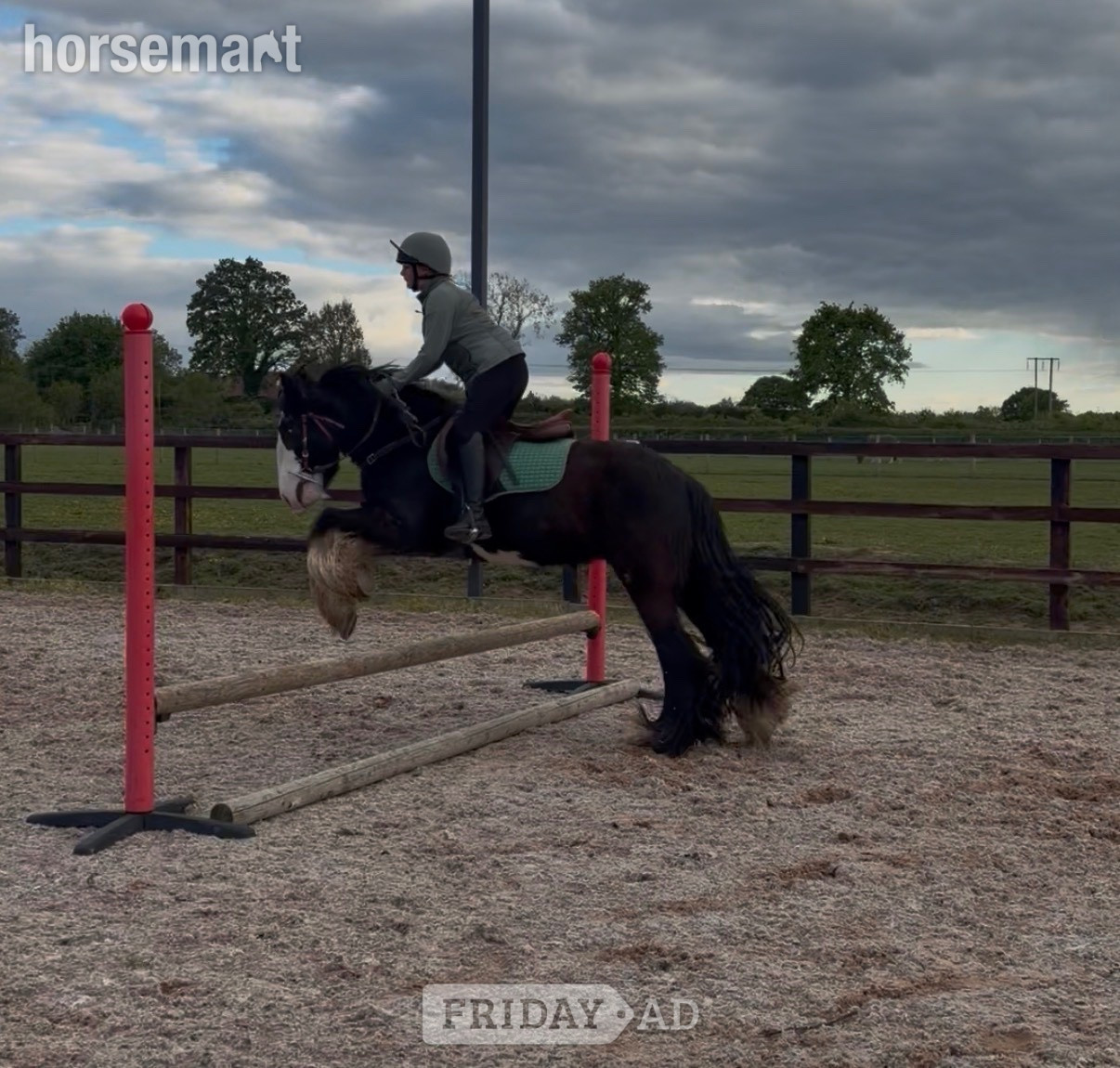 Pembridge "Tommy Tash " Black Gelding Lead Rein/First Ridden Pony