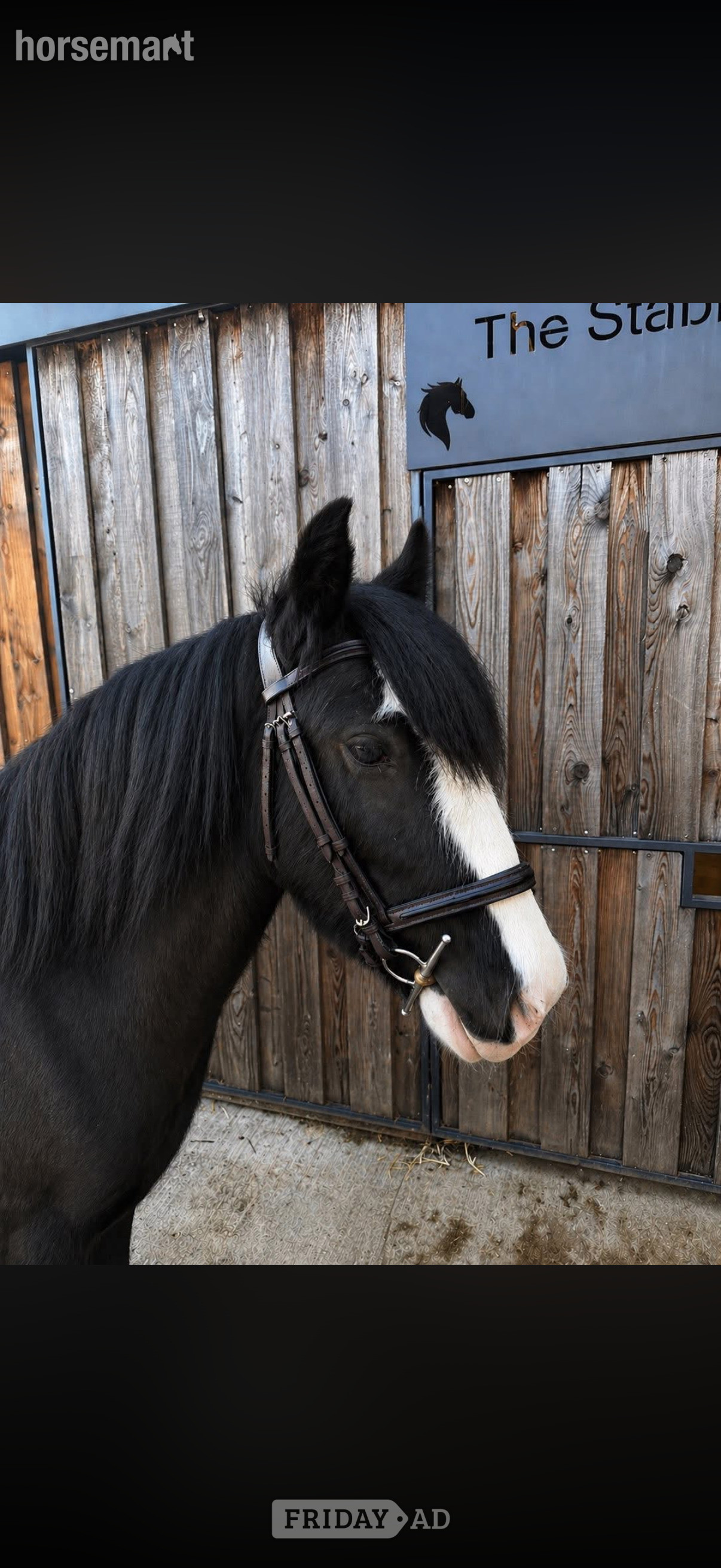 "Tommy Tash " Black Gelding Lead Rein/First Ridden Pony