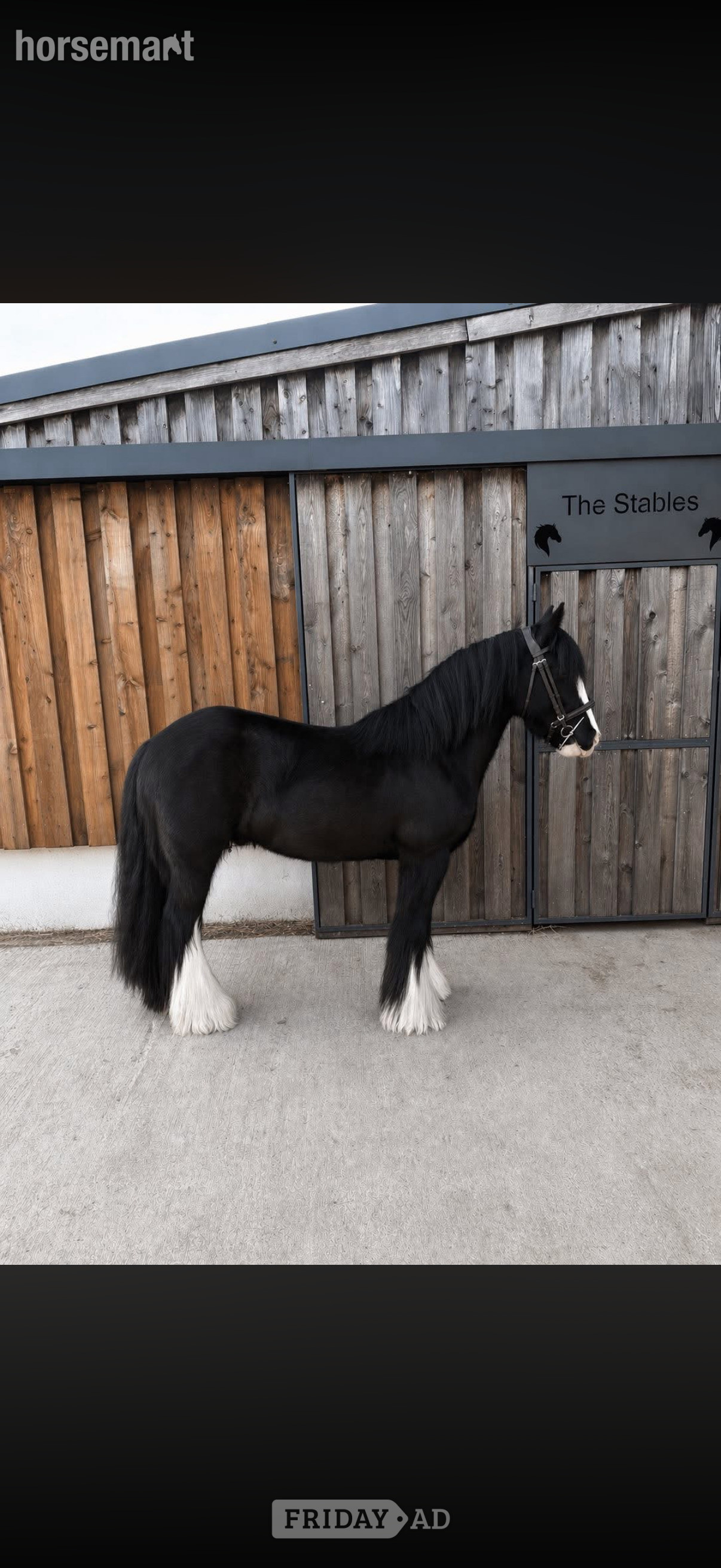 "Tommy Tash " Black Gelding Lead Rein/First Ridden Pony in Pembridge