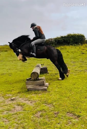 "Black Jack" Dark Brown Gelding All Rounder