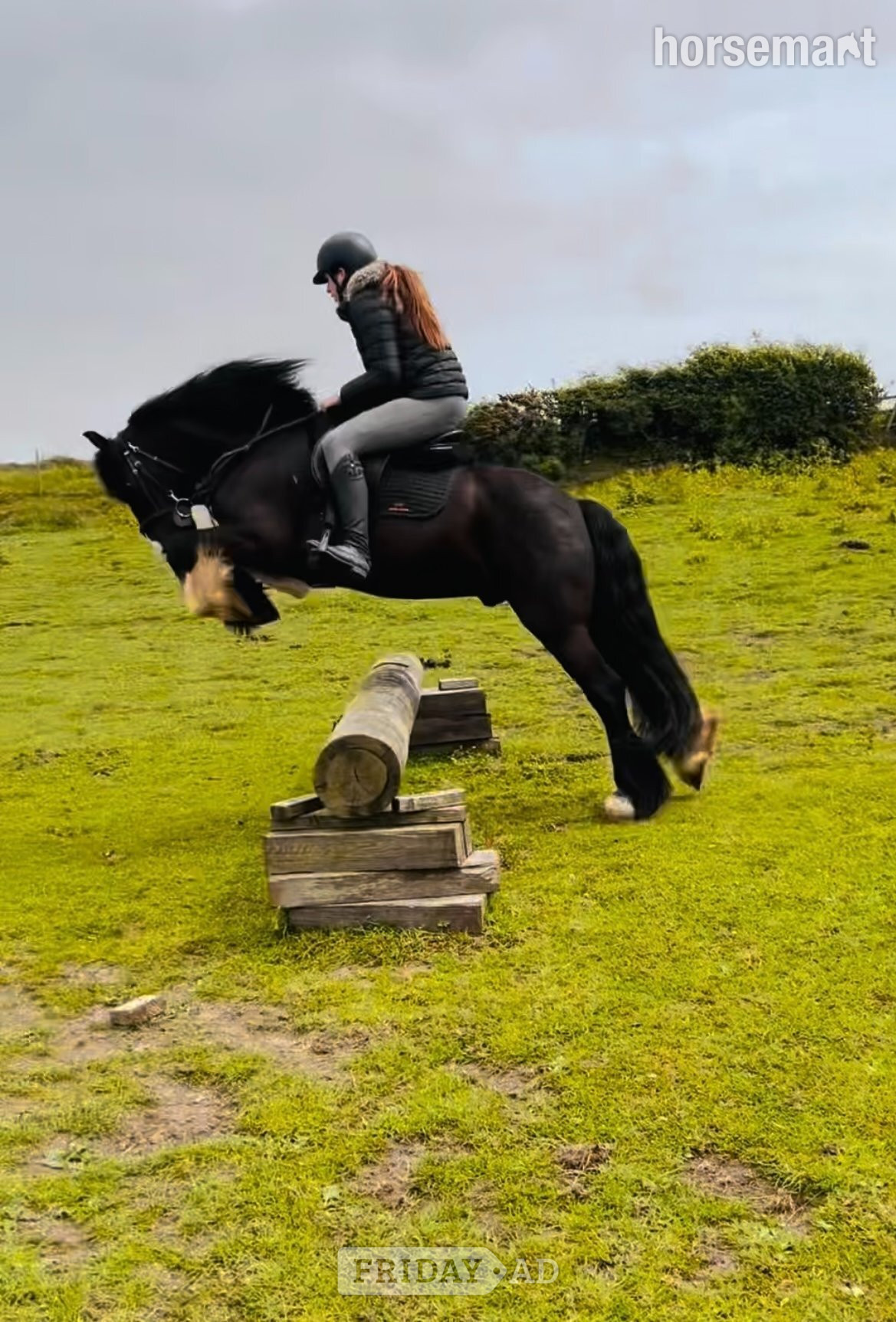 "Black Jack" Dark Brown Gelding All Rounder in Durham