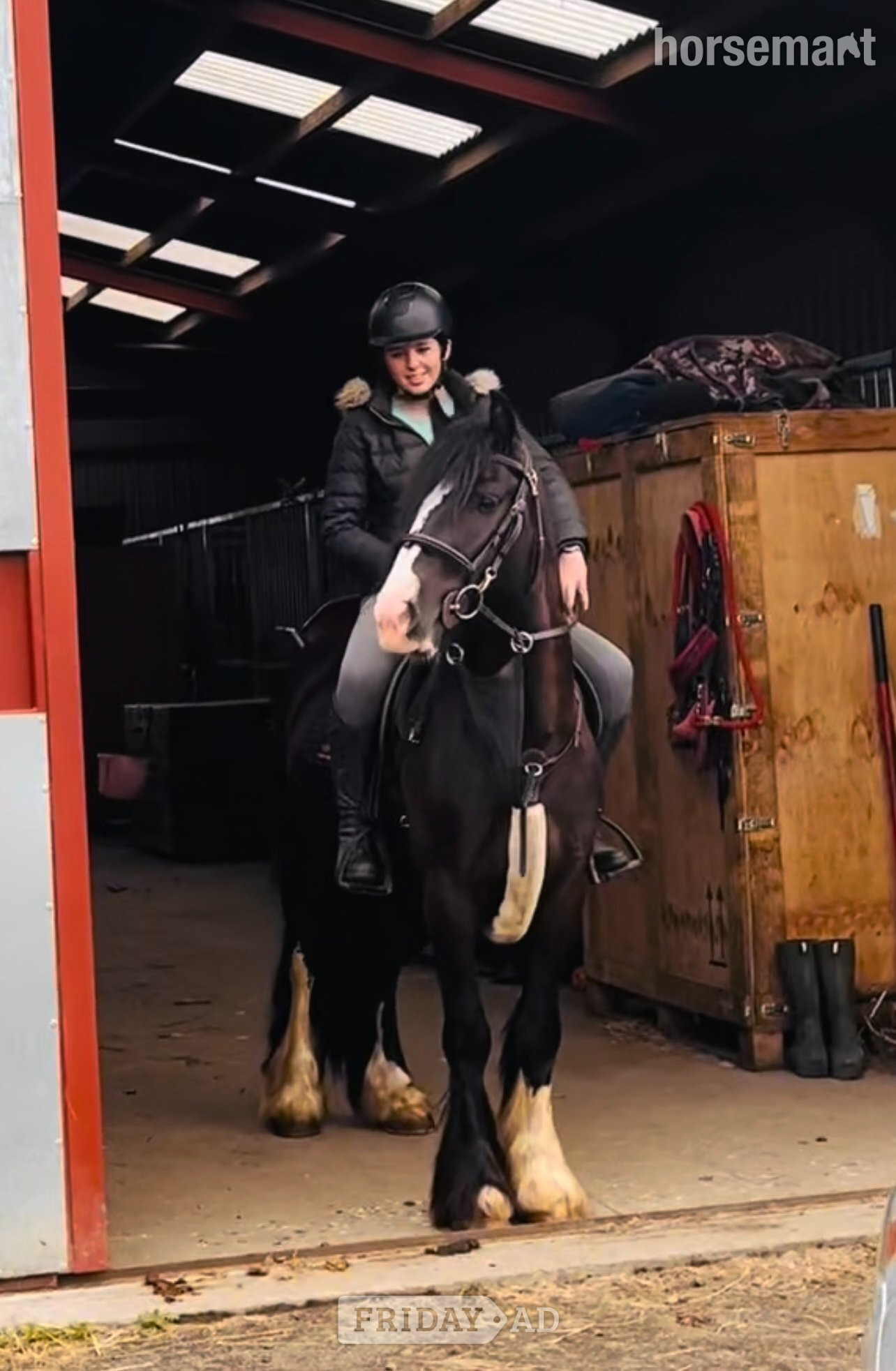 "Black Jack" Dark Brown Gelding All Rounder