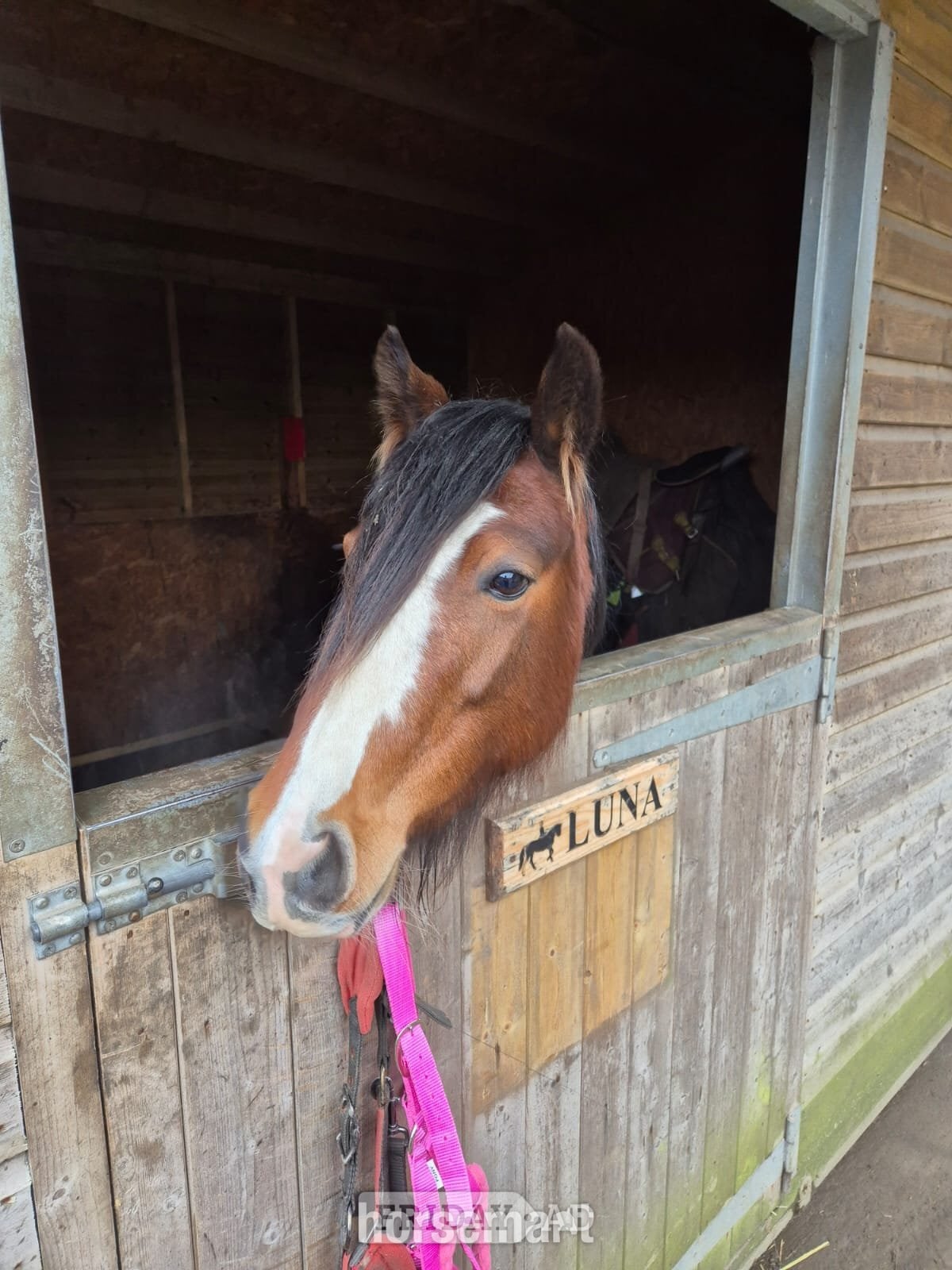 Huddersfield "Callie" Bay Mare All Rounder