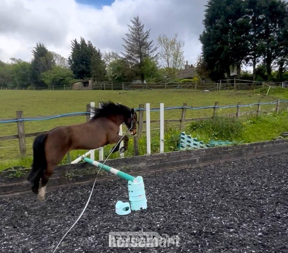 "Callie" Bay Mare All Rounder - Horses in Huddersfield