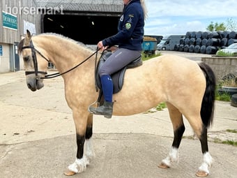 "Peasedown Tiger Lilly" Dun Mare Mountain & Moorland Pony