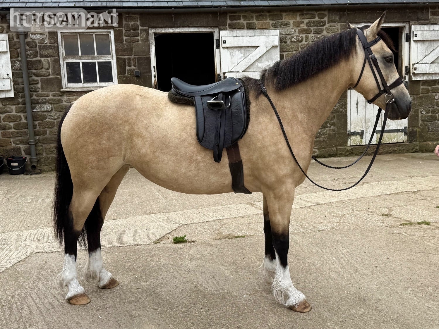 "Peasedown Tiger Lilly" Dun Mare Mountain & Moorland Pony