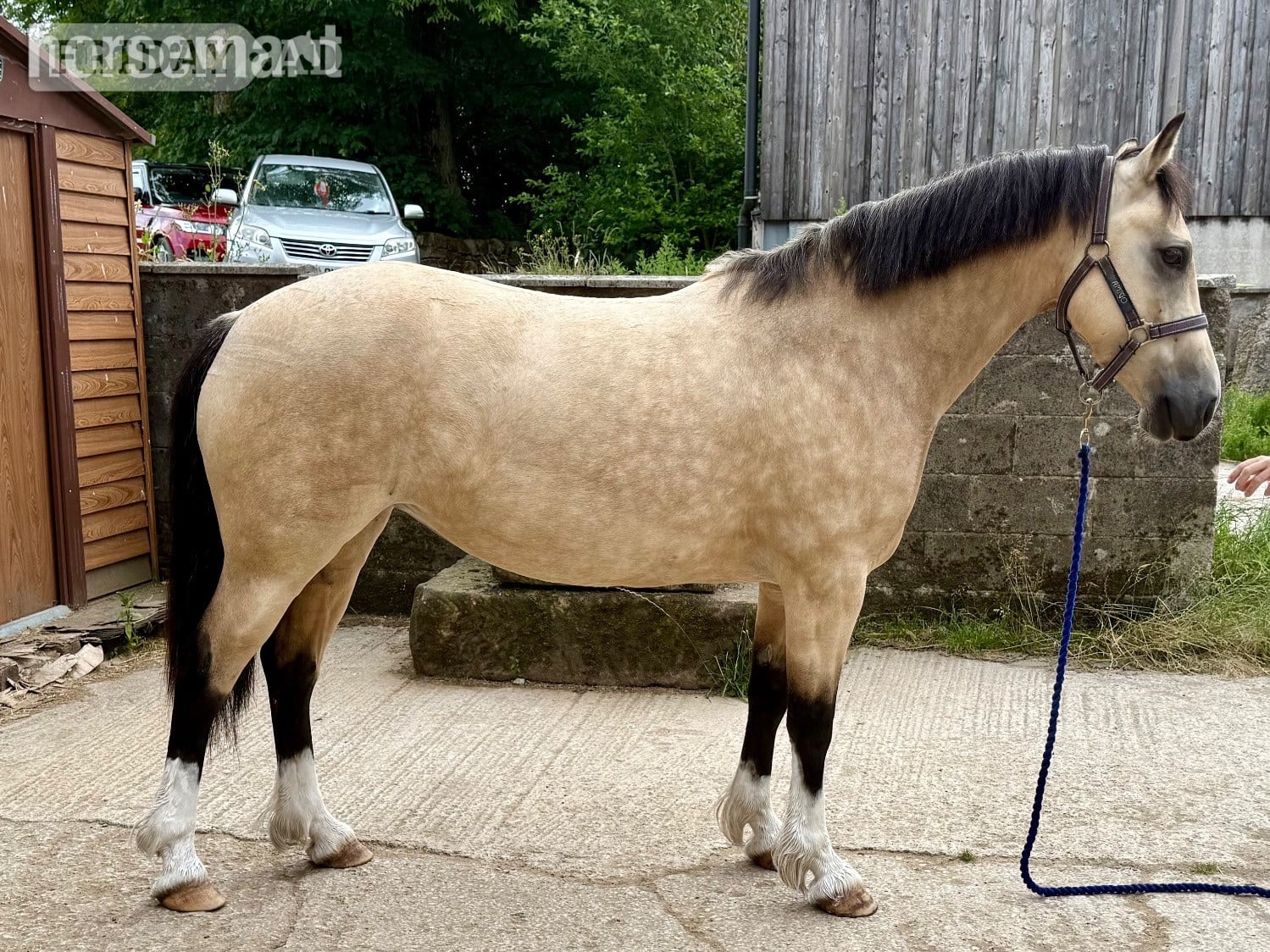 Chesterfield "Peasedown Tiger Lilly" Dun Mare Mountain & Moorland Pony