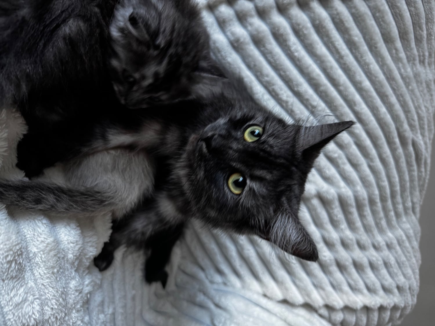 Mixed kittens from loving family home 