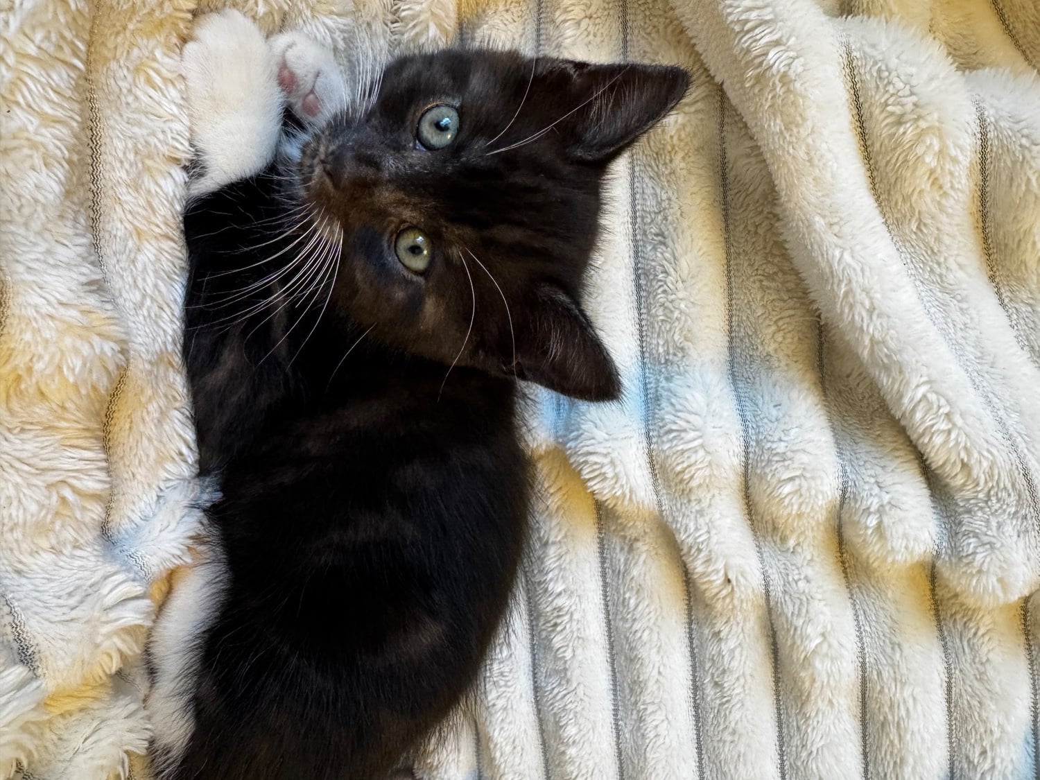 Blackpool Mixed kittens from loving family home 