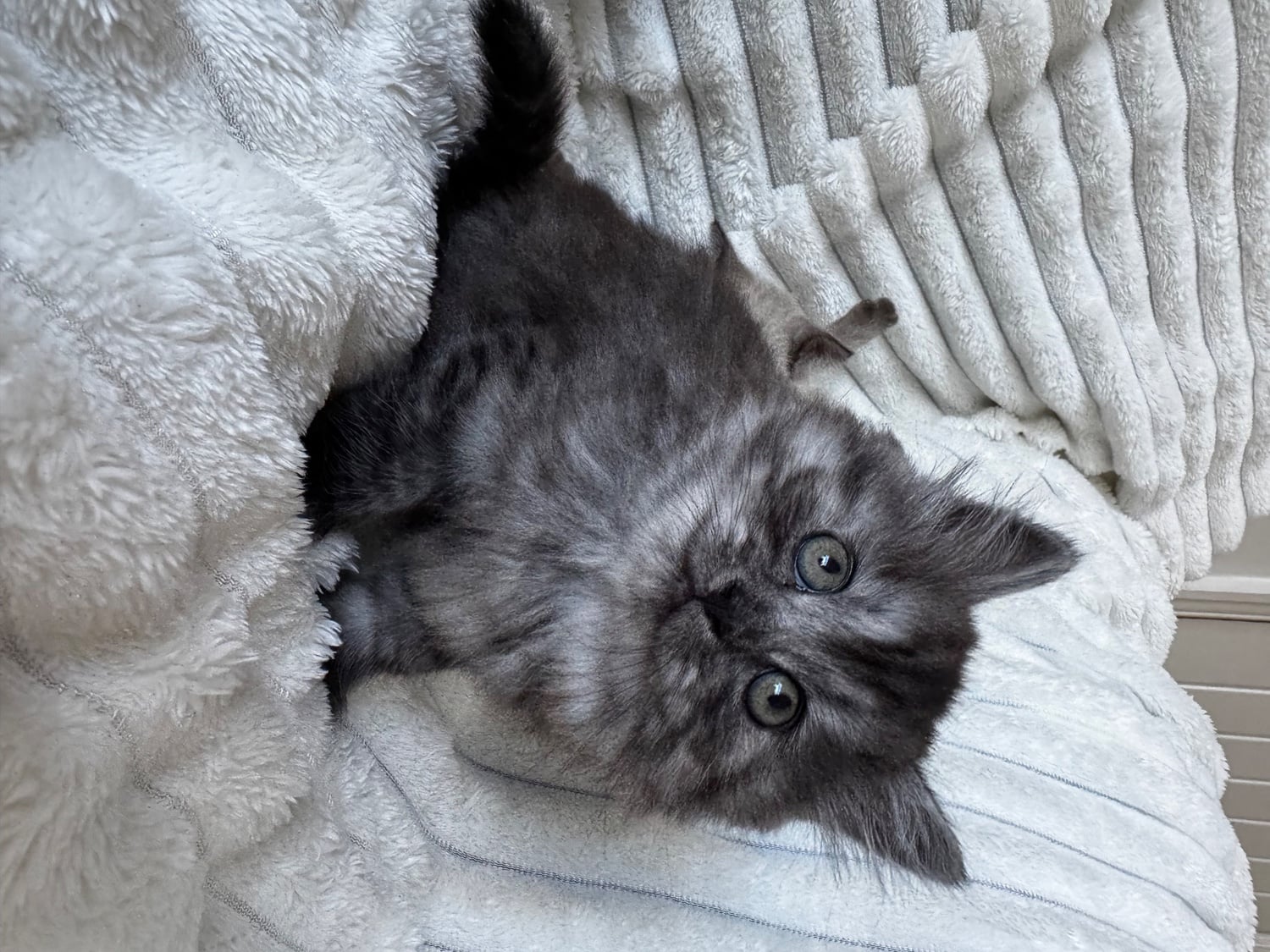 Mixed kittens from loving family home  - Cats & Kittens in Blackpool