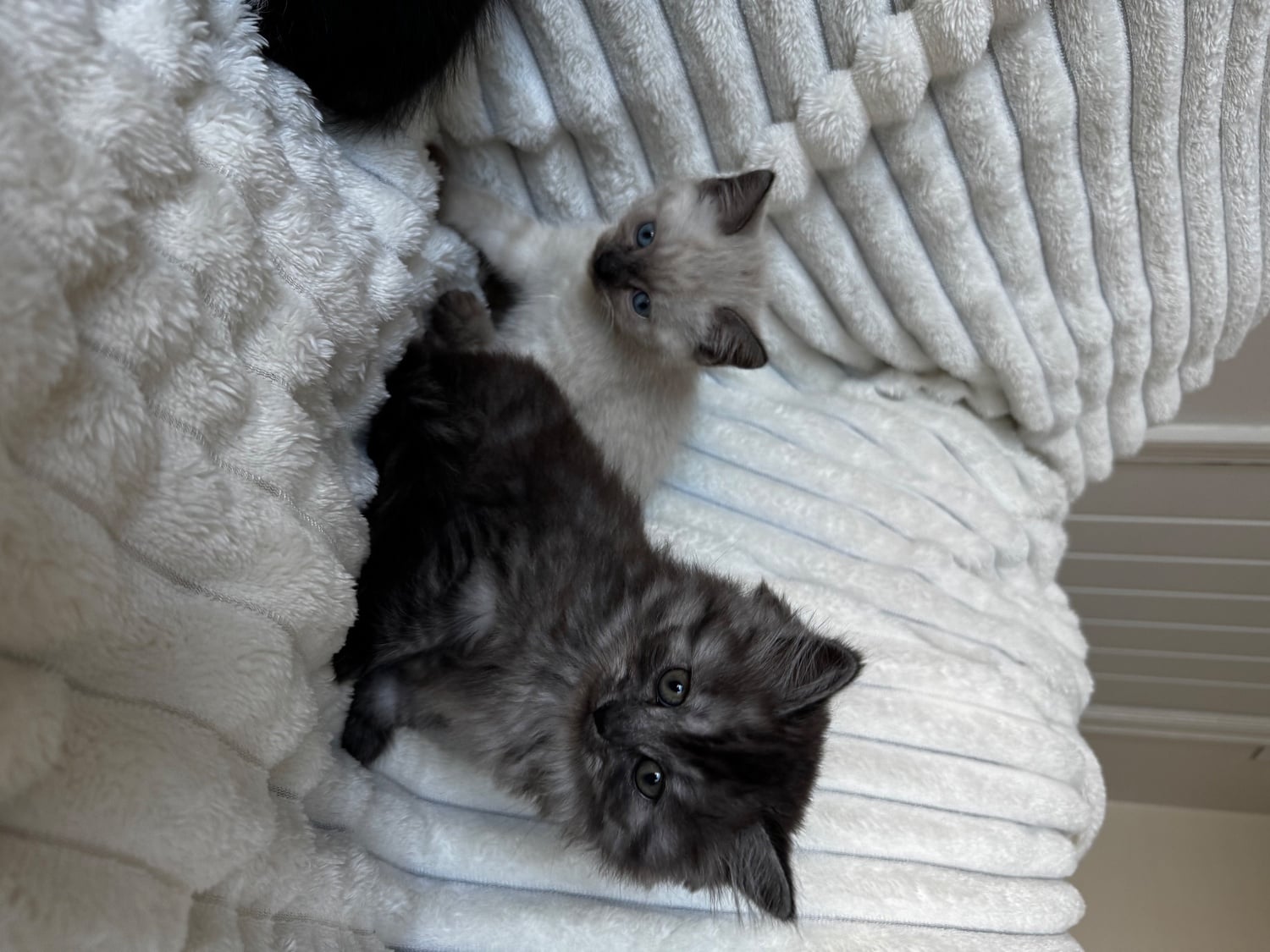 Mixed kittens from loving family home  - Cats & Kittens