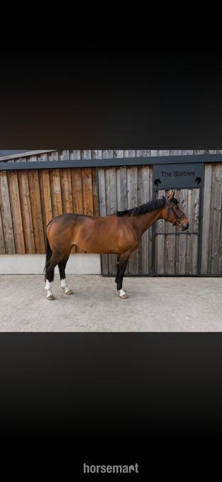 "Callie " Bright Bay Mare Ex Racehorse