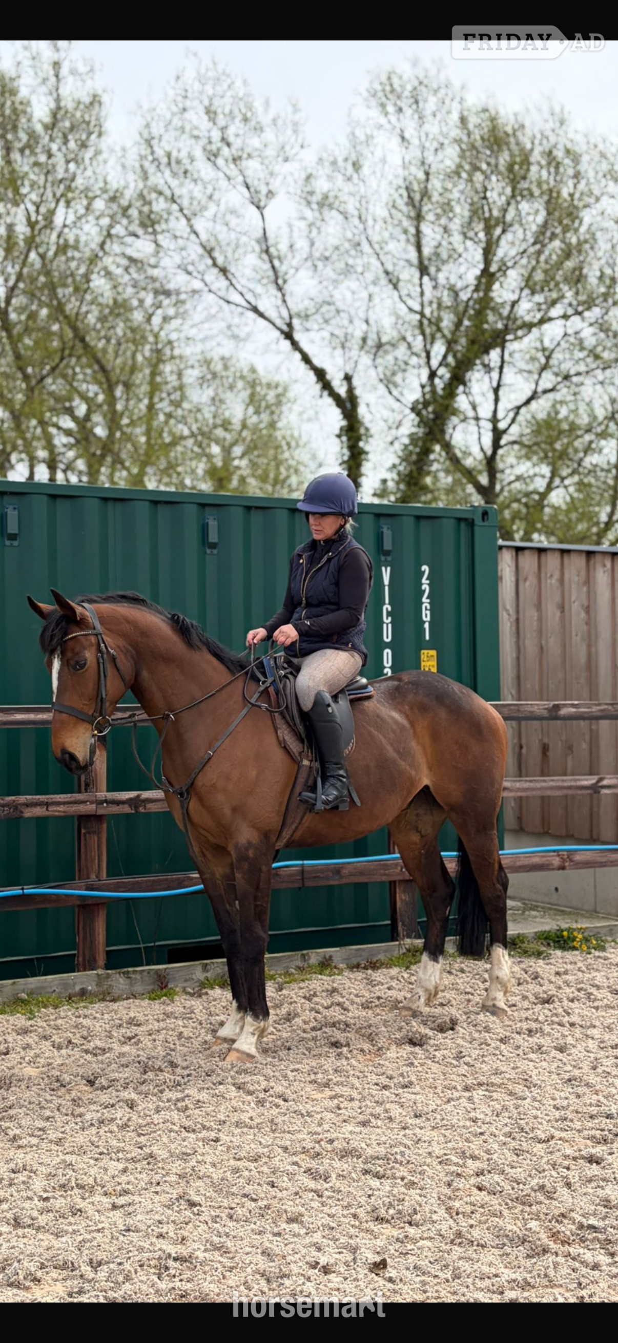 Pembridge "Callie " Bright Bay Mare Ex Racehorse