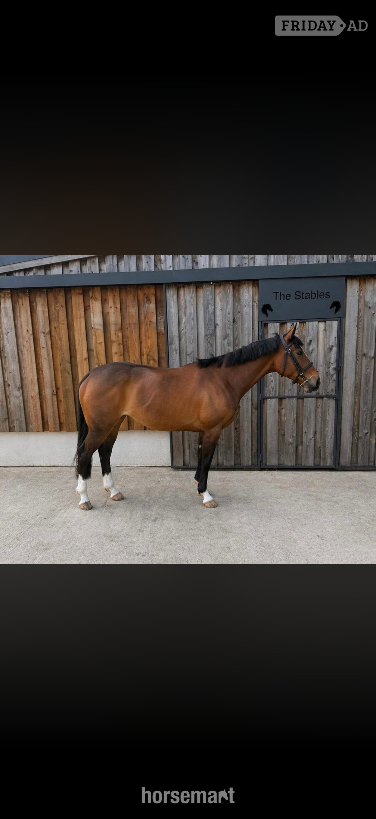 "Callie " Bright Bay Mare Ex Racehorse in Pembridge