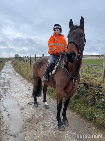 "Piper " Bay Gelding Project Horse