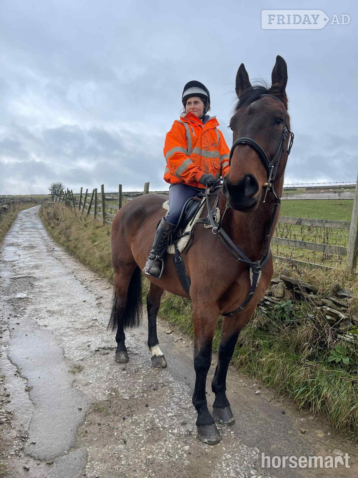 "Piper " Bay Gelding Project Horse in Durham