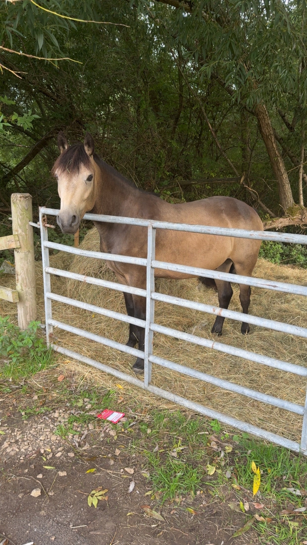 "Rupert" Dun Gelding All Rounder - Horses