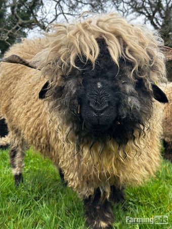 Valais Blacknose Breeding Ewe 