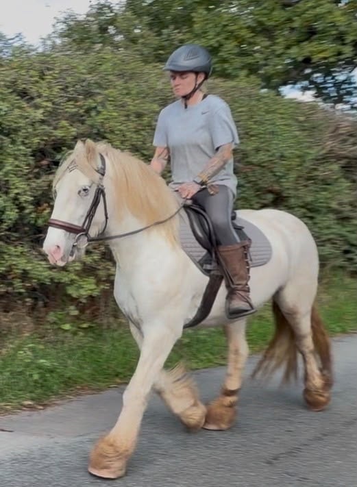 "Sheeny " Grey Mare Cob/Heavy Horse