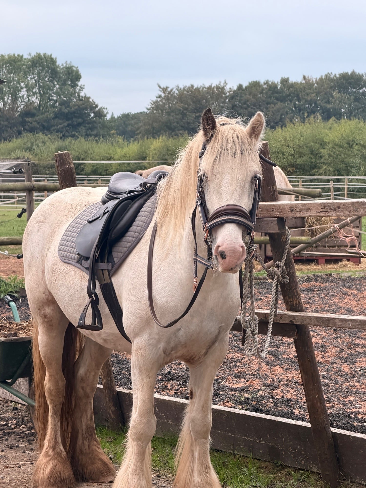 Wolverhampton "Sheeny " Grey Mare Cob/Heavy Horse