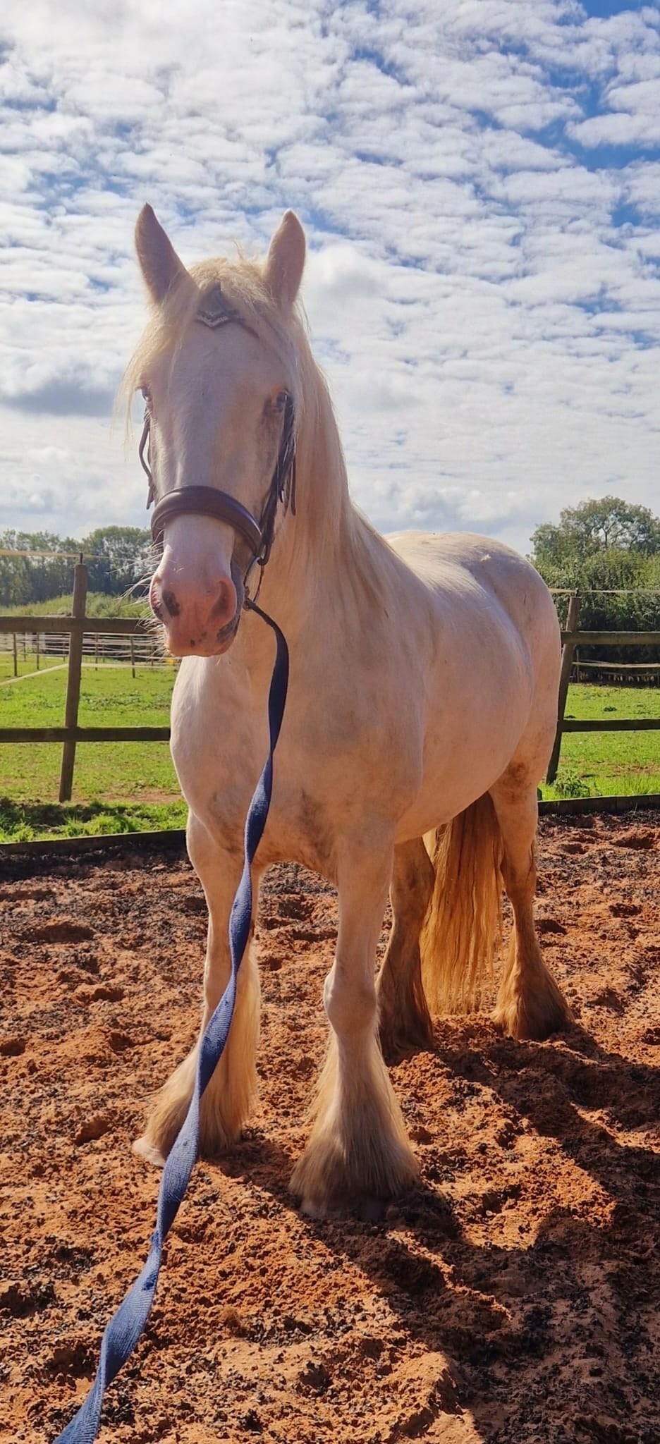 "Sheeny " Grey Mare Cob/Heavy Horse - Horses in Wolverhampton