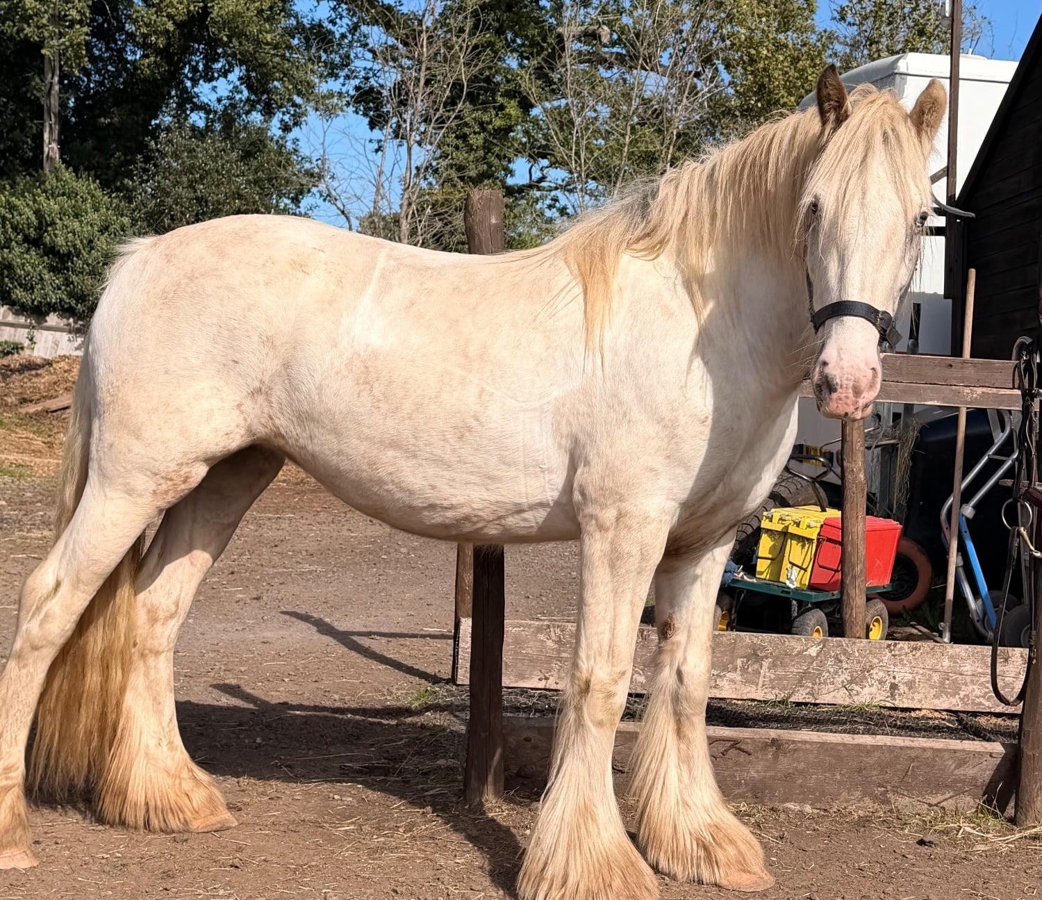 "Sheeny " Grey Mare Cob/Heavy Horse - Horses
