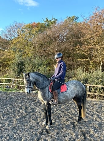 "Paddy" Grey Gelding All Rounder