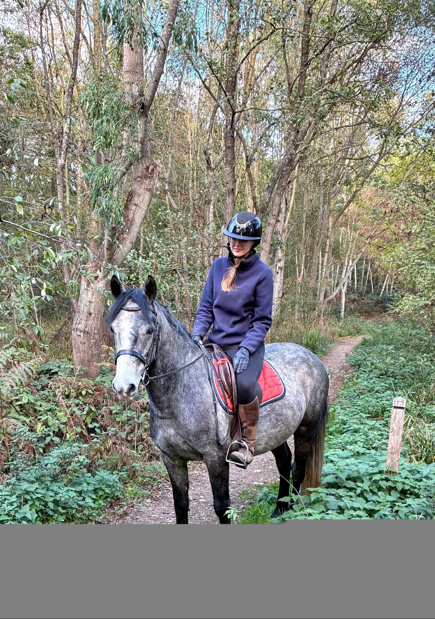 "Paddy" Grey Gelding All Rounder