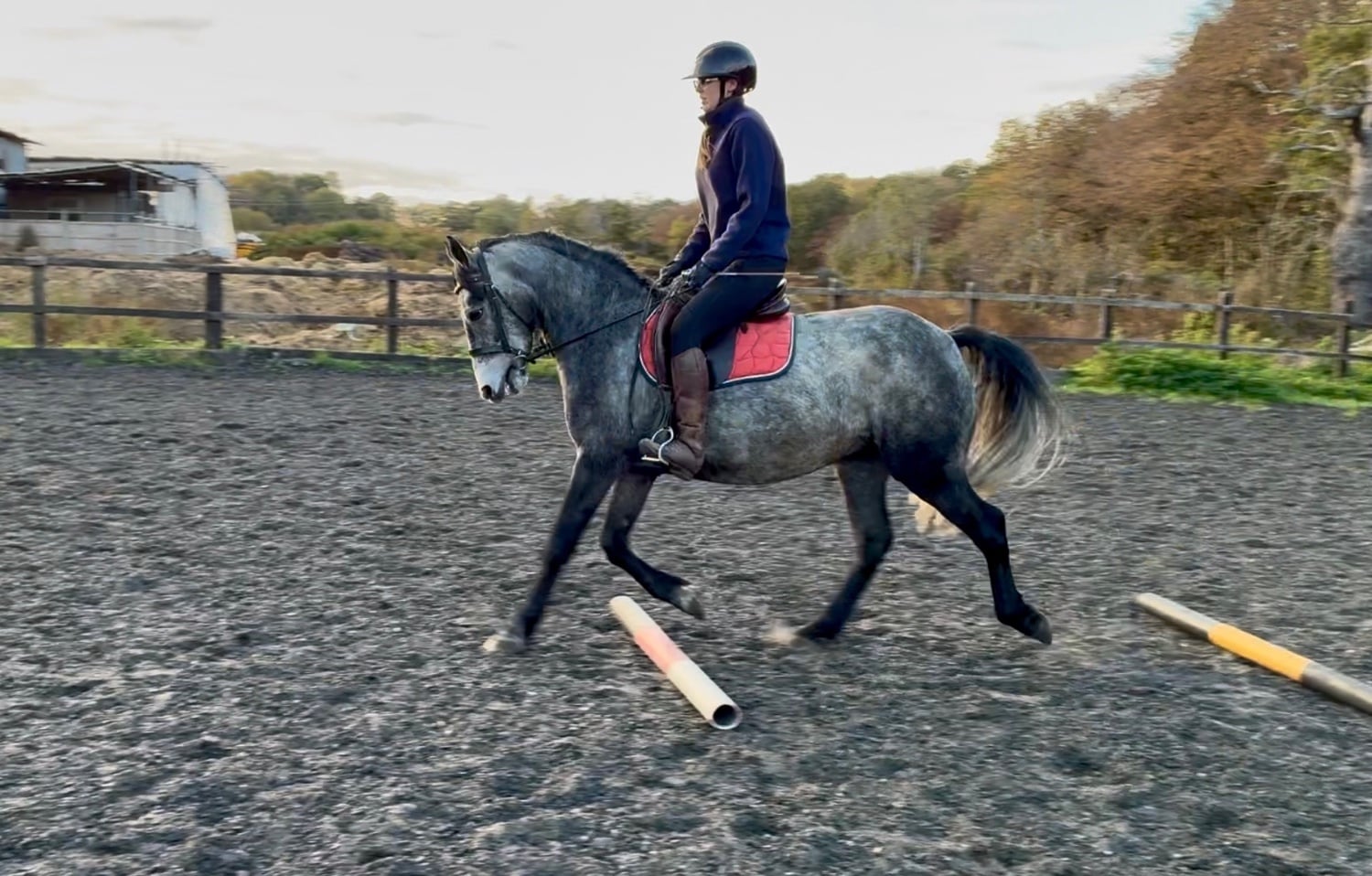 "Paddy" Grey Gelding All Rounder - Horses in Broxbourne
