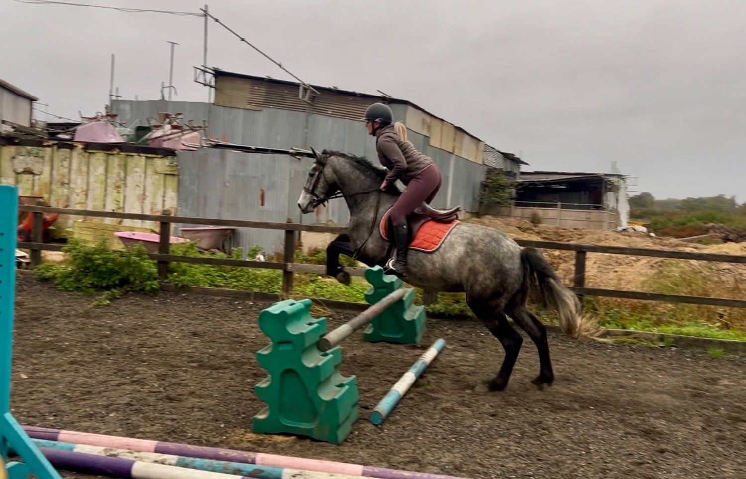 Broxbourne "Paddy" Grey Gelding All Rounder