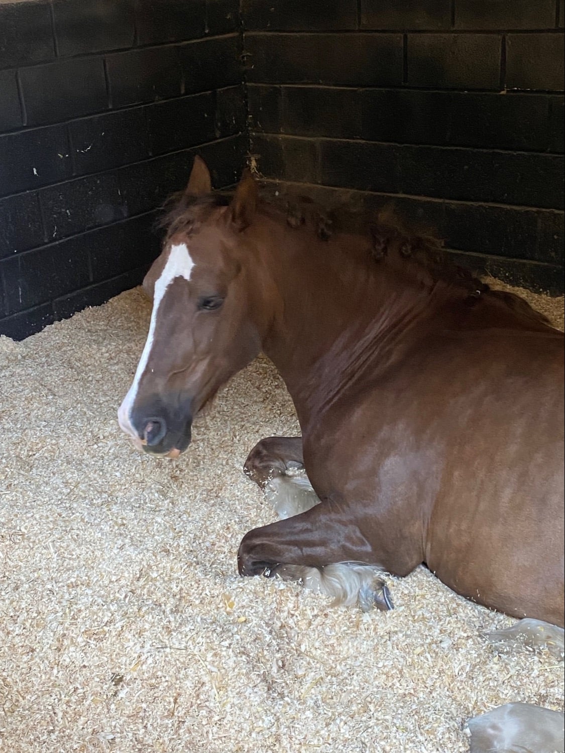 "Katie" Chestnut Mare Cob/Heavy Horse