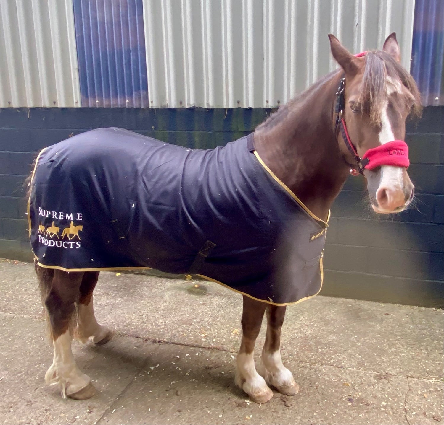 "Katie" Chestnut Mare Cob/Heavy Horse - Horses in Hayes End