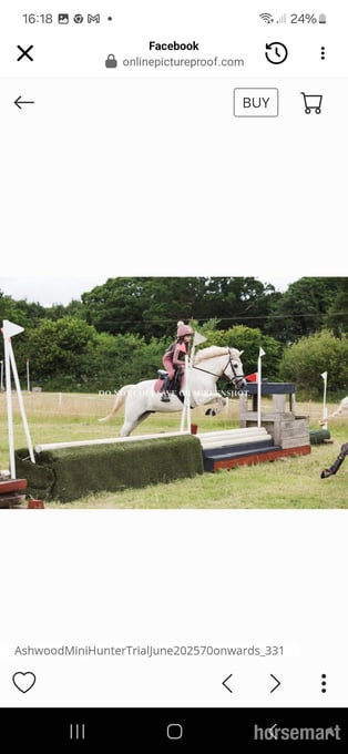 "Firefly " Grey Gelding All Rounder