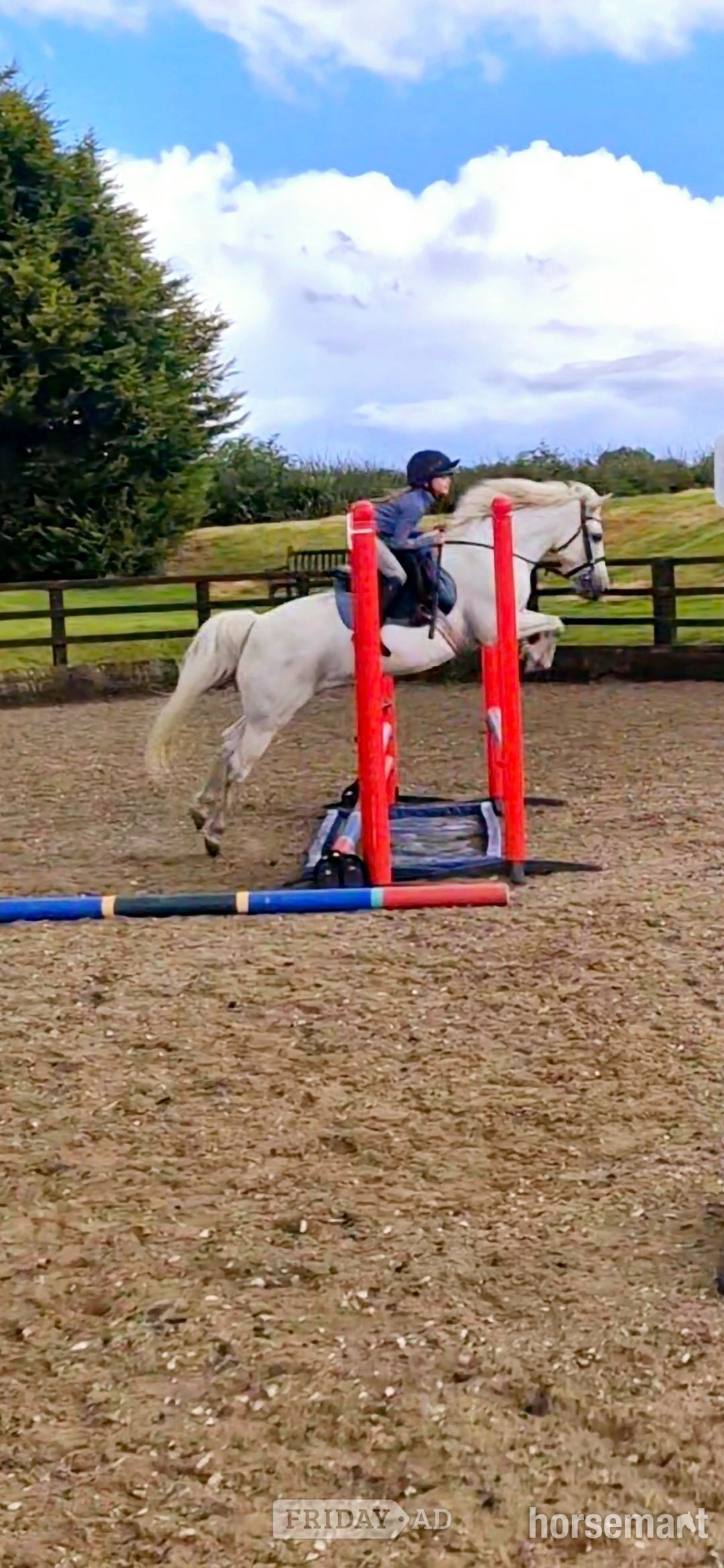 Wolverhampton "Firefly " Grey Gelding All Rounder