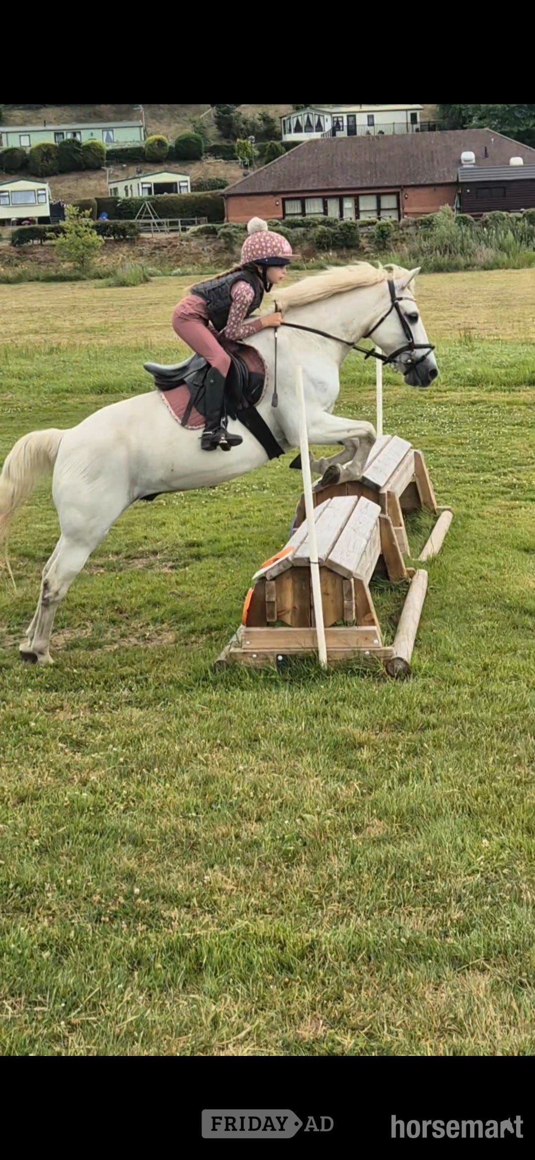 "Firefly " Grey Gelding All Rounder - Horses in Wolverhampton