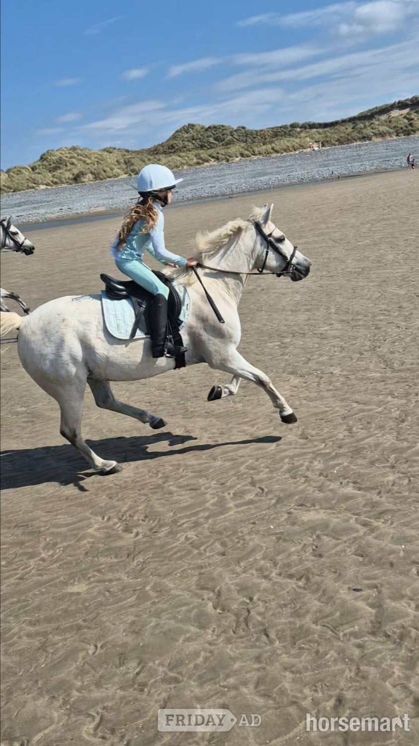 "Firefly " Grey Gelding All Rounder - Horses