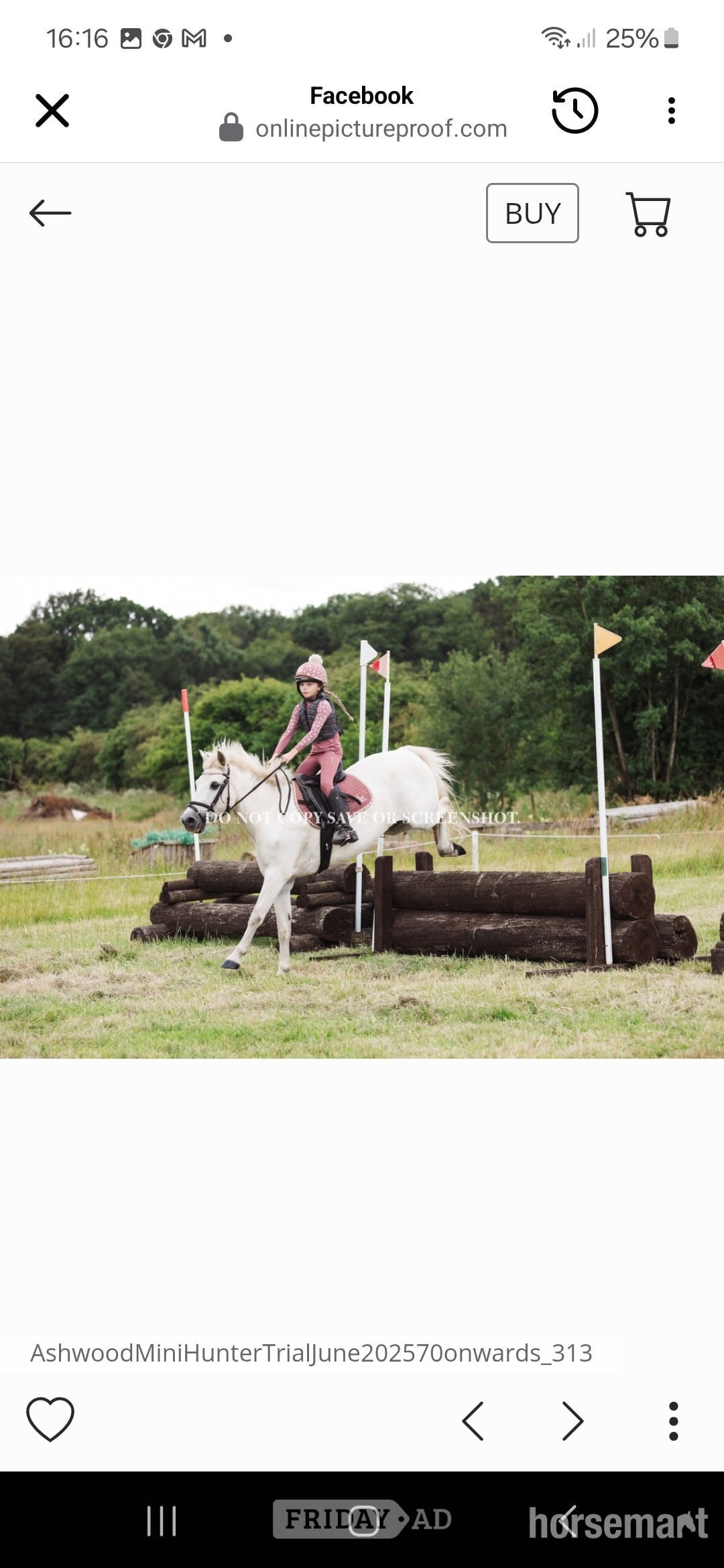 "Firefly " Grey Gelding All Rounder