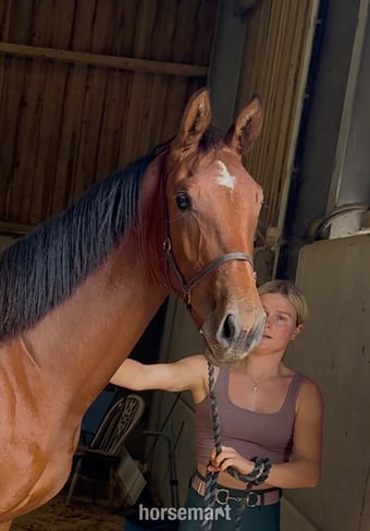 "Buntingfields Escape E " Bright Bay Gelding Youngstock / Foal