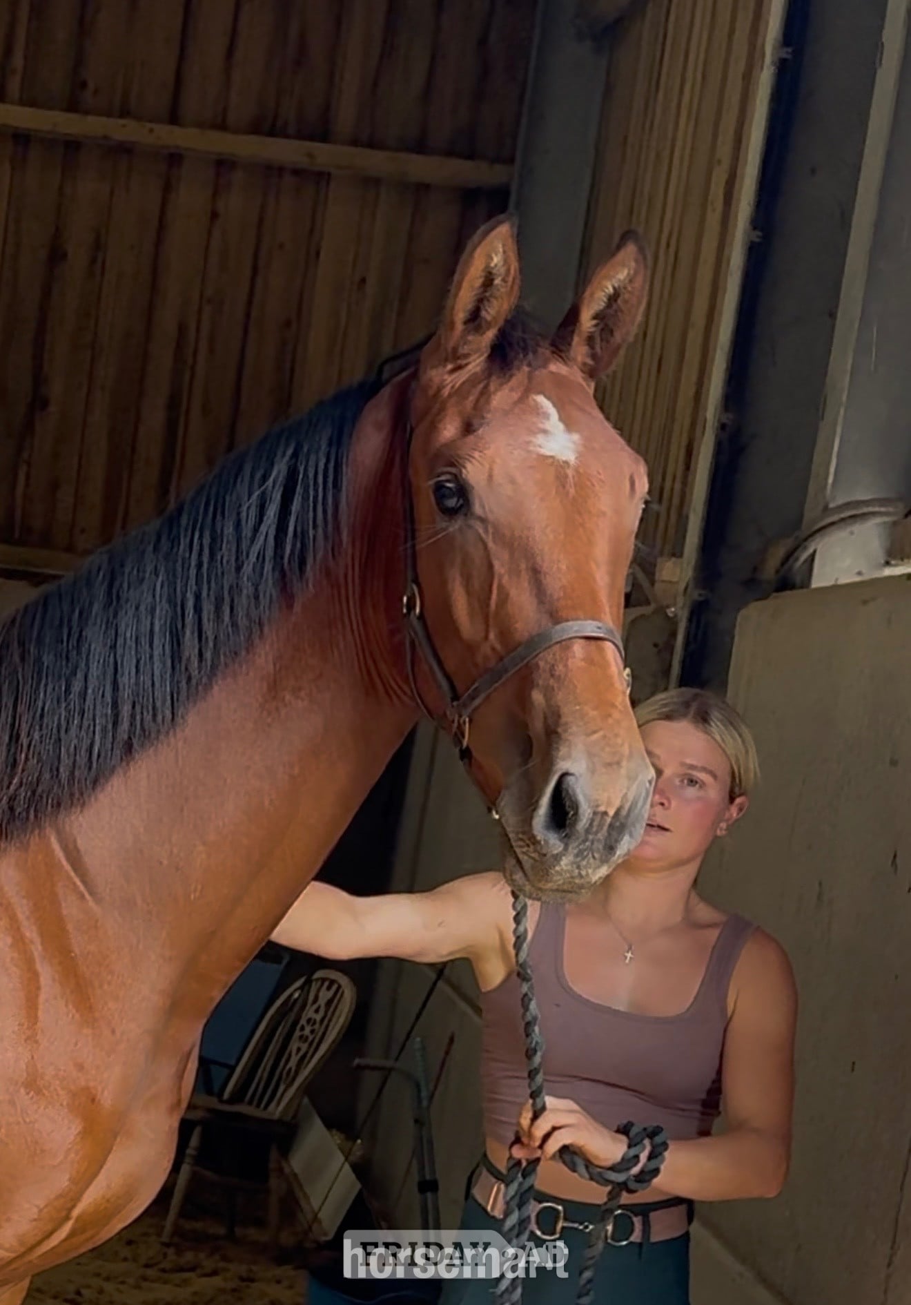 "Buntingfields Escape E " Bright Bay Gelding Youngstock / Foal in Chesterfield