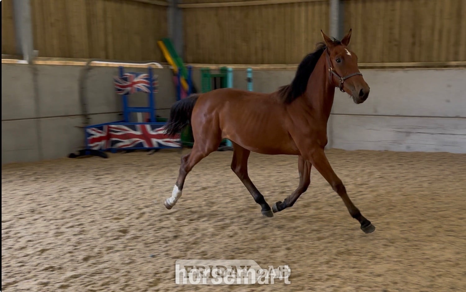 "Buntingfields Escape E " Bright Bay Gelding Youngstock / Foal