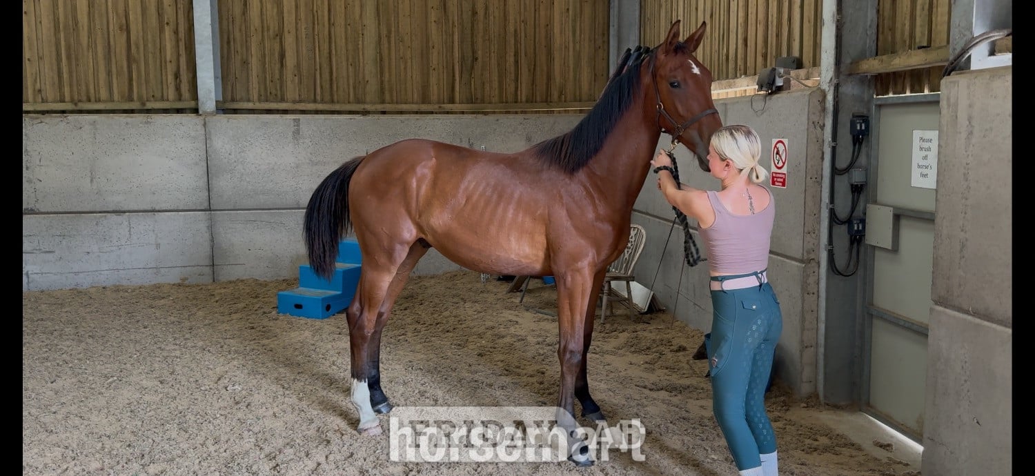Chesterfield "Buntingfields Escape E " Bright Bay Gelding Youngstock / Foal