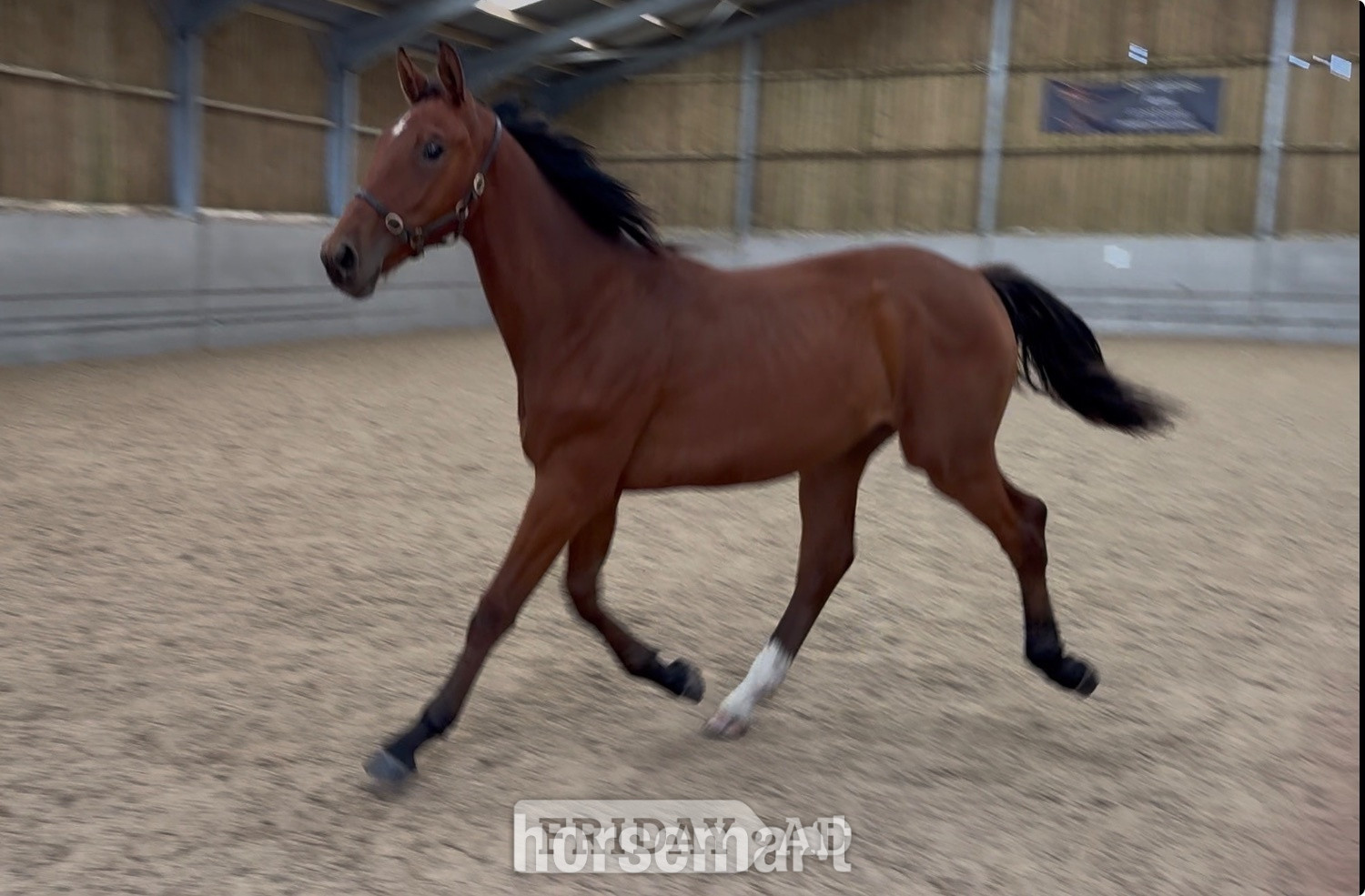 "Buntingfields Escape E " Bright Bay Gelding Youngstock / Foal - Horses in Chesterfield