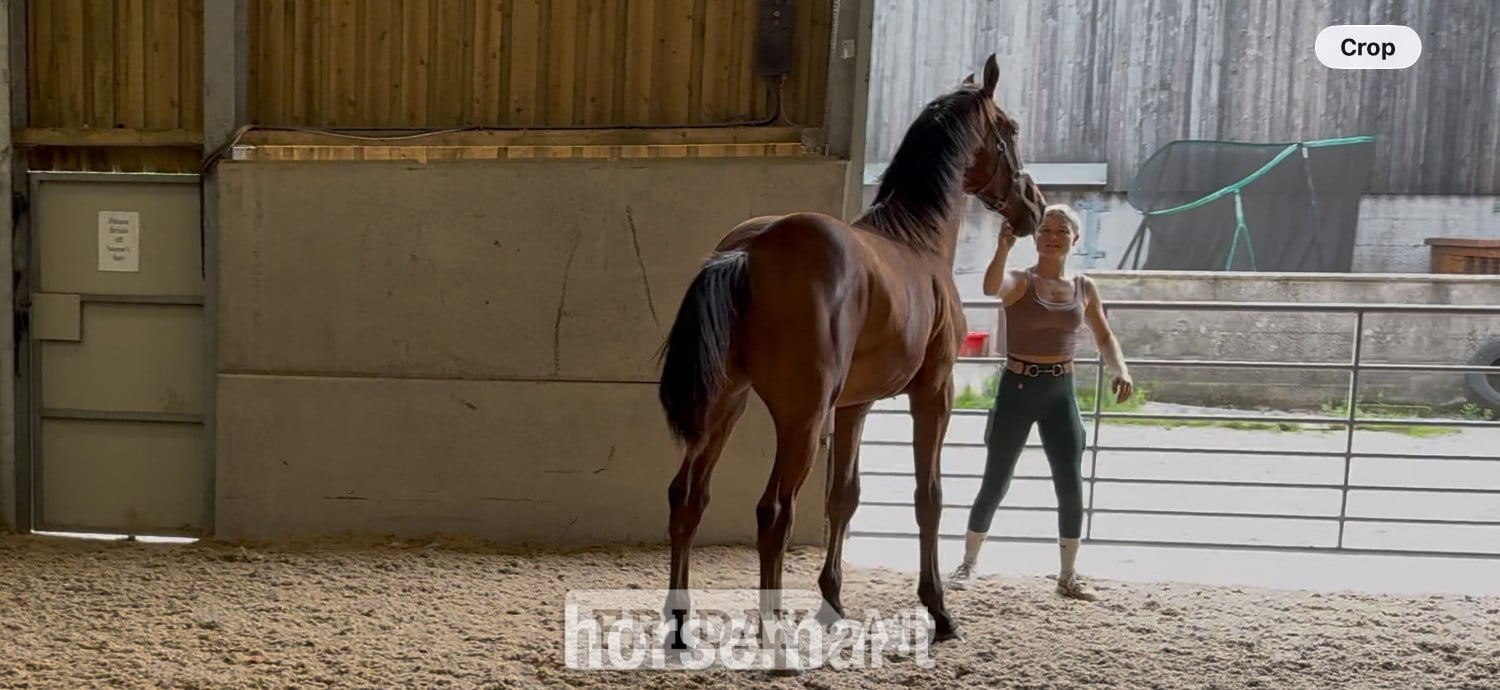 "Buntingfields Escape E " Bright Bay Gelding Youngstock / Foal - Horses