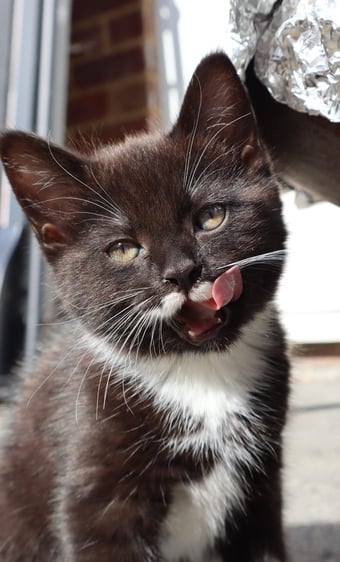 Beautiful kittens for sale *Ready Now*