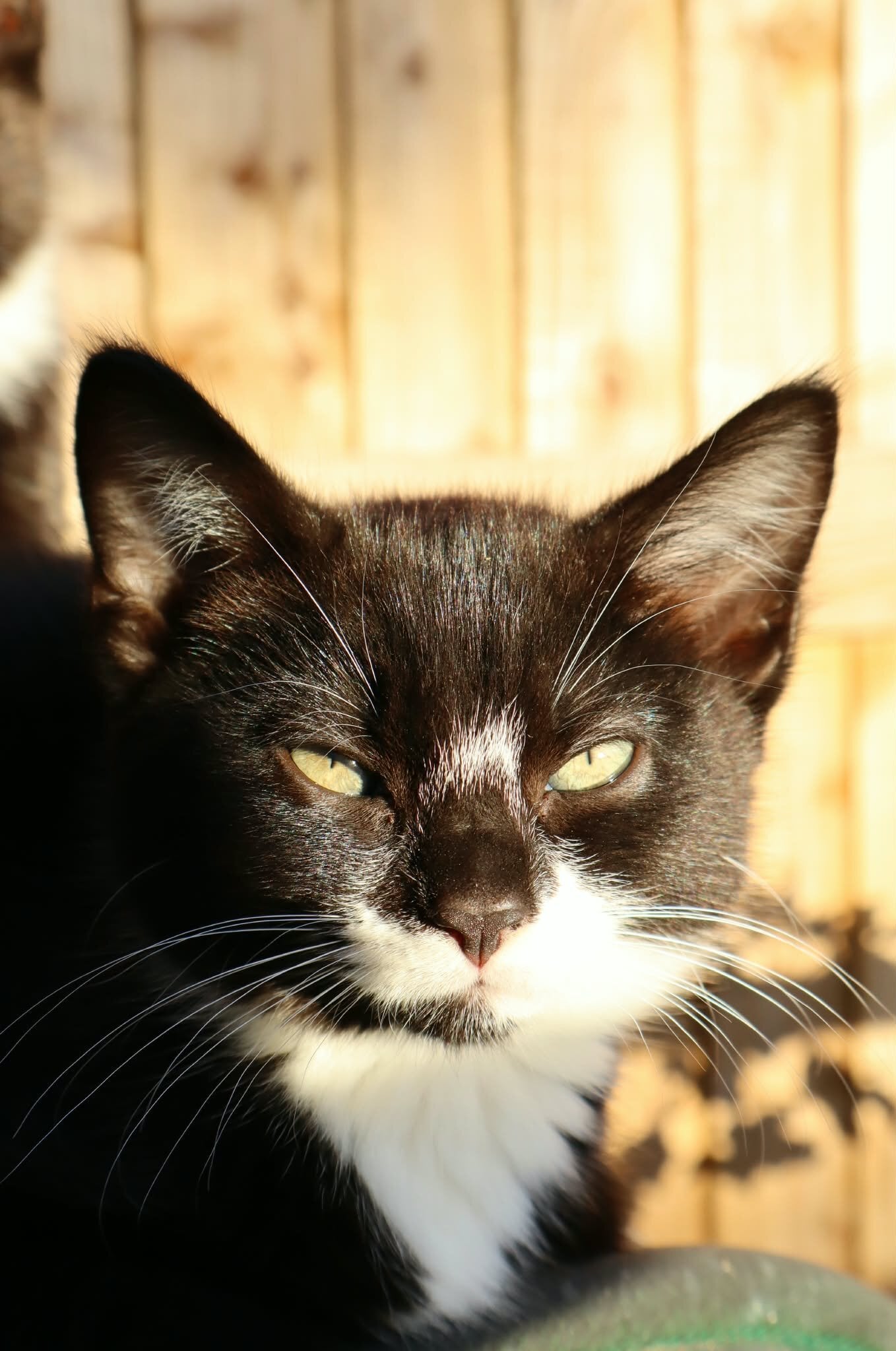 Bracknell Beautiful kittens for sale *Ready Now*